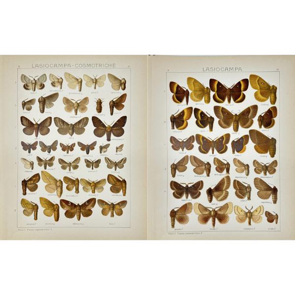 Adalbert Seitz (1860–1938) - Set of 2 Butterfly Prints - Entomology - Lasiocampa cosmotriche - Lasiocampidae family