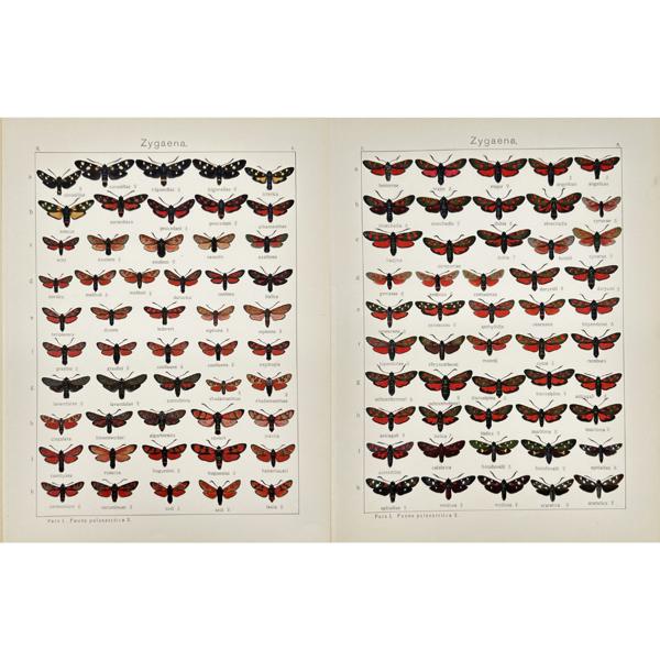 Adalbert Seitz (1860–1938) - Set of 2 Butterfly Prints - Entomology - Zygaena - Zygiella