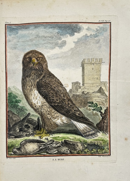 Jacques de Seve & Comte de Buffon - Hand-coloured Engraving - Common Buzzard - Buteo buteo - La Buse