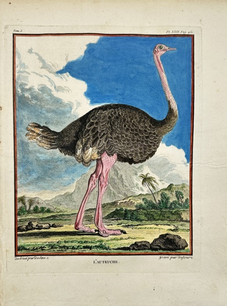 Jacques de Seve & Comte de Buffon - Hand-coloured Engraving - Ostrich - Struthio camelus - L'Autruche