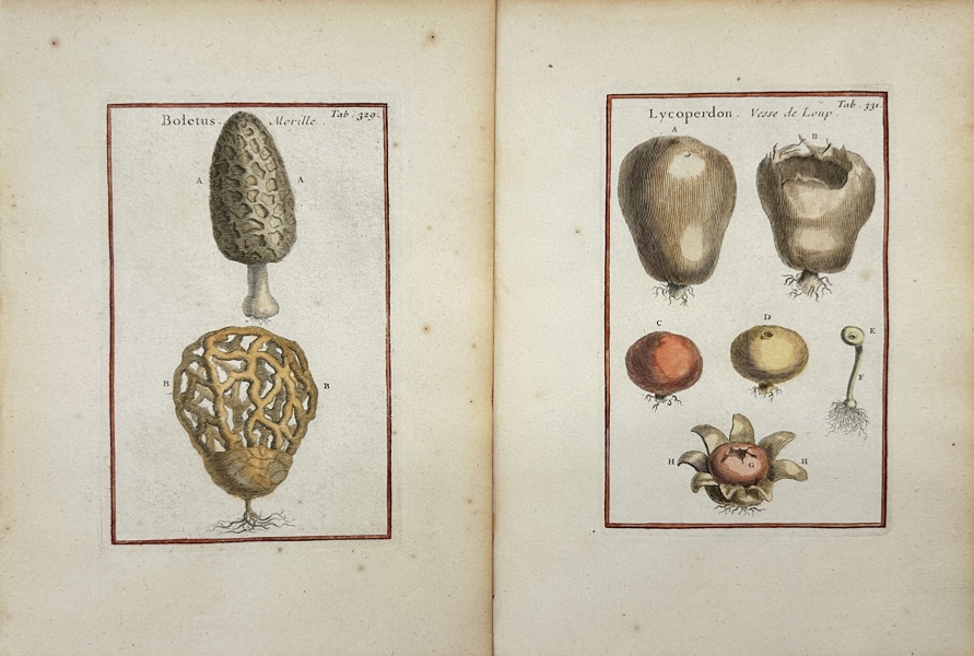 Joseph Pitton de Tournefort after Claude Aubriet - Set of 2 Hand-coloured Engraving - Morchella / True morels - Puffball / Lycoperdon - Fungi / mushroom