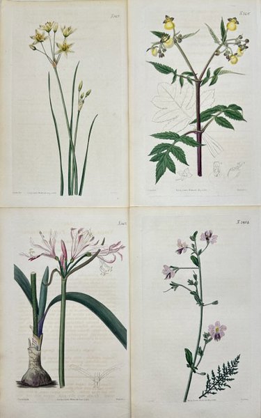 John Curtis (XIX) - Set of 4 Prints - Griffinia - St Bernard's lily - Slipper Flower - Orchid