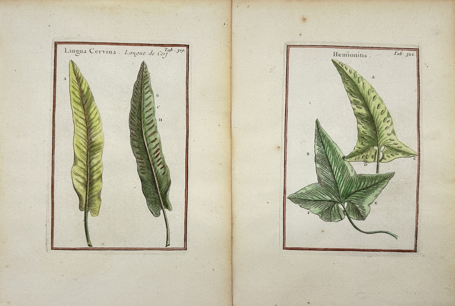 Joseph Pitton de Tournefort after Claude Aubriet - Set of 2 Hand-coloured Botanical Engravings - Iron Maiden Fern / Adiantum - Deer Tongue / Lingua Cervina