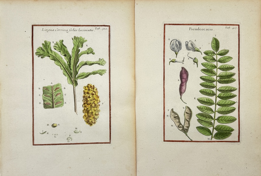 Joseph Pitton de Tournefort after Claude Aubriet - Set of 2 Hand-coloured Botanical Engravings - Deer's Tongue / Lingua Cervina - Pseudoacacia / Black Locust