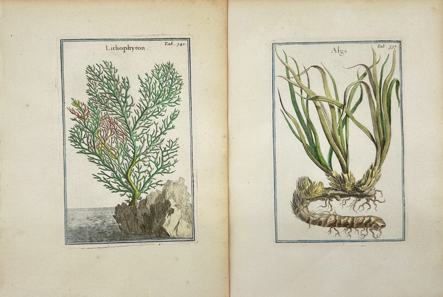 Joseph Pitton de Tournefort after Claude Aubriet - Set of 2 Hand-coloured Botanical Engravings - Lithophyton / Soft Corals - Alga / Seaweeds