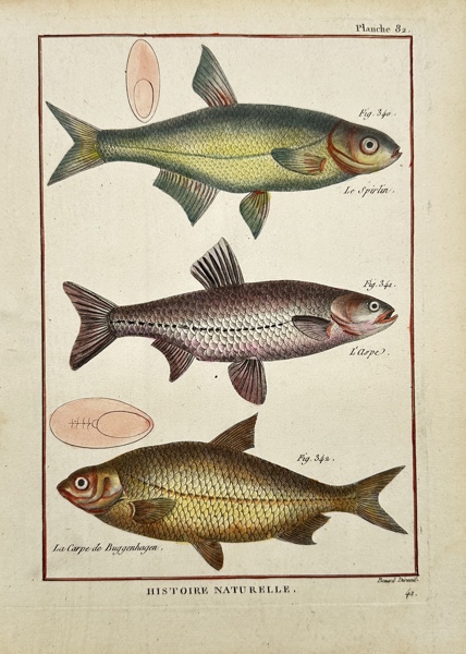 Pierre Joseph Bonnaterre & Robert Benard - Hand-coloured Fish Print - Le Spirlin - L'Aspe - La Carpe