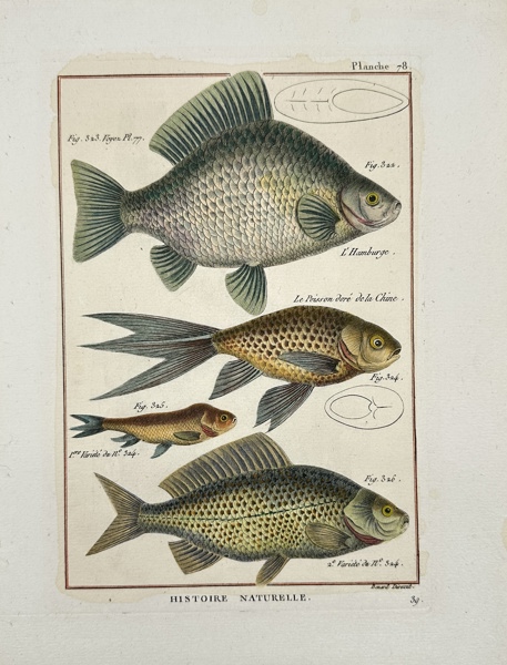 Pierre Joseph Bonnaterre & Robert Benard - Hand-coloured Fish Print - L'Hamburge - Le Poisson dore de la Chine