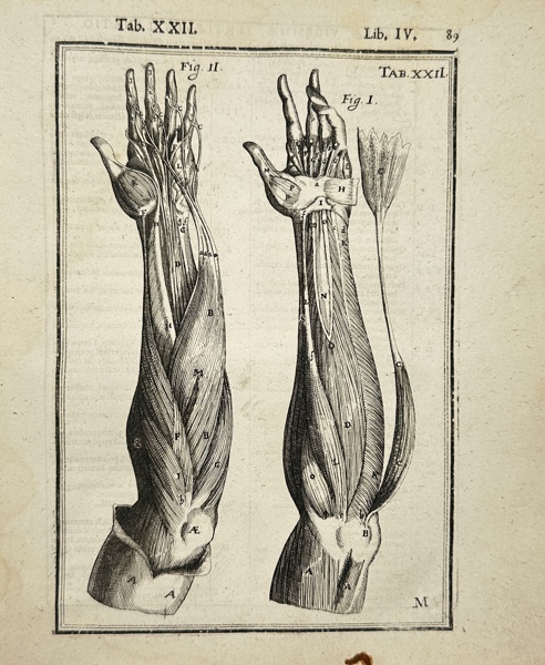 Adriaan van den Spiegel (XVII) & Giulio Casseri - De humani corporis fabrica libri decem - Human Anatomy - Forearm Muscles