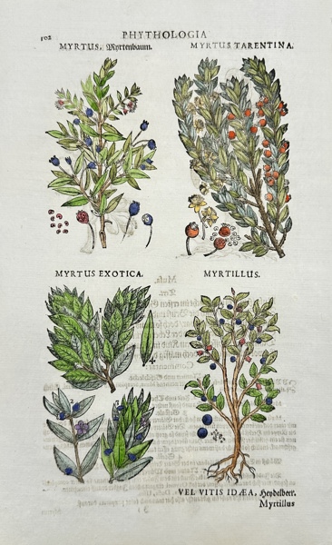 Johann Joachim Becher (1635-1682) - Hand-coloured Woodcut - Incunabula, Botany - Tarentine Myrtle / Myrtus tarentina - Bilberry / Myrtillus - Exotic Myrtle