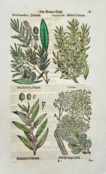 Johann Joachim Becher (1635-1682) - Hand-coloured Woodcut - Incunabula, Botany - Olive tree / Olea domestica - Bohemian Olive / Olea bohemica - Cotinus / Smoke bush - Olea sylvestris / Wild Olive