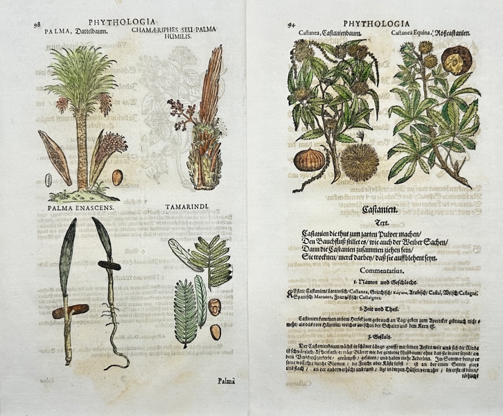 Johann Joachim Becher (1635-1682) - Set of 2 Hand-coloured Woodcuts - Incunabula, Botany - Palm tree / Arecaceae - Tamarind / Tamarindus indica - Castanea / Chestnut tree