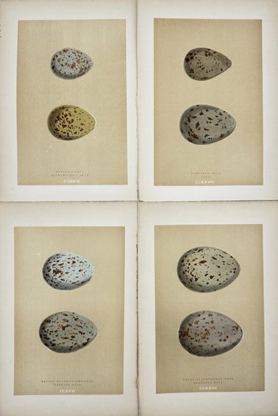 Francis Orpen Morris (1810-1893) - Set of 4 Pints - Bird Egg - Herring Gull - Glaucous Gull - Skua