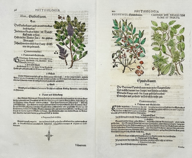 Johann Joachim Becher (1635-1682) - Set of 2 Hand-coloured Woodcuts - Incunabula, Botany - Sumac / Rhus - Spindle tree / Euonymus - Hornbeam / Carpinus