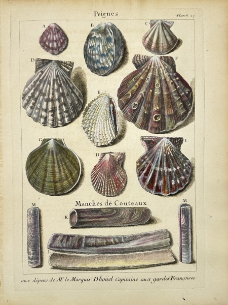 Pierre-Quentin Chedel after François Boucher - Hand-coloured Engraving - Conchology / Shell - Peignes