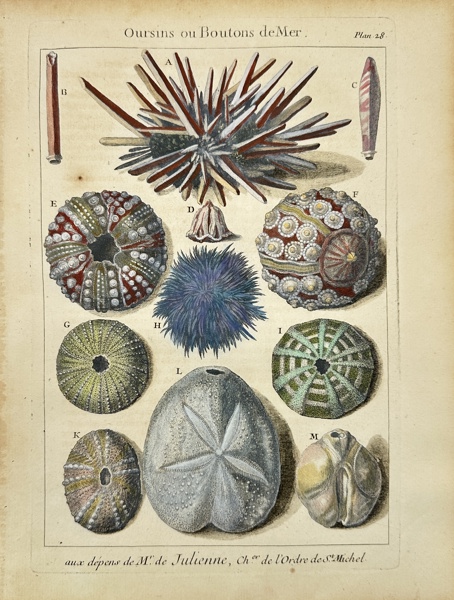 Pierre-Quentin Chedel after François Boucher - Hand-coloured Engraving - Conchology / Shell - Oursins ou Boutons deMer - Sea Urchins or Sea Buttons