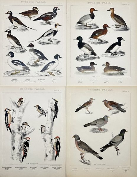 L. A. Jägerskiöld (1867-1945), Gustaf Kolthoff (1845-1913) - Set of 4 Prints - Ornithology - Scandinavian Birds - Great Spotted Woodpecker - Pigeon