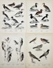 L. A. Jägerskiöld (1867-1945), Gustaf Kolthoff (1845-1913) - Set of 4 Prints - Ornithology - Scandinavian Birds - Great Spotted Woodpecker - Pigeon