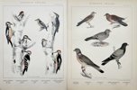 L. A. Jägerskiöld (1867-1945), Gustaf Kolthoff (1845-1913) - Set of 4 Prints - Ornithology - Scandinavian Birds - Great Spotted Woodpecker - Pigeon