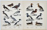 L. A. Jägerskiöld (1867-1945), Gustaf Kolthoff (1845-1913) - Set of 4 Prints - Ornithology - Scandinavian Birds - Great Spotted Woodpecker - Pigeon