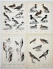 L. A. Jägerskiöld (1867-1945), Gustaf Kolthoff (1845-1913) - Set of 4 Prints - Ornithology - Scandinavian Birds - Great Spotted Woodpecker - Pigeon