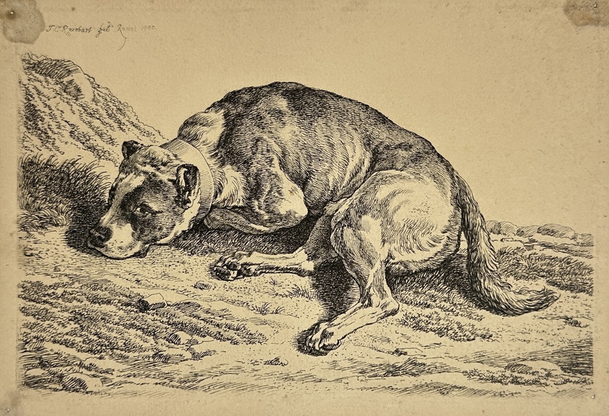 Johann Christian Reinhart (1761–1847) - Engraving - Lying dog - 1800