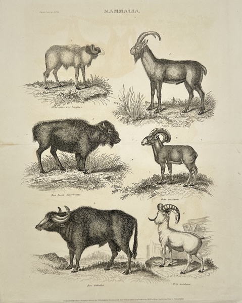 George Aikman (1812-1885) - Mammalia - Red Sheep / Wild goat / American bison / Mouflon / Bubalus / Dall sheep