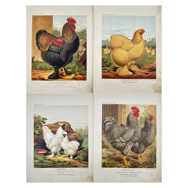 Joseph Williamson Ludlow (1840-1916) - Set of 4 Prints - from "Cassell's Poultry Book" - Plymouth Rock Chicken - Cochin Chicken