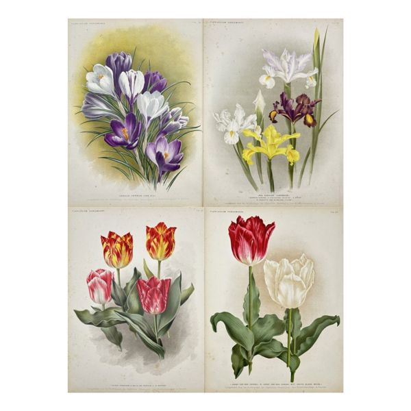 J. L. Goffart (XIX-XX) - Set of 4 Botanical Prints - Spring Crocus, Iris, Rembrandt Tulip