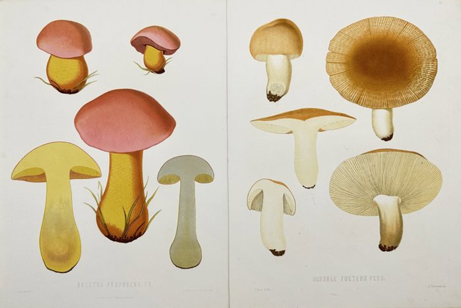 Elias Fries (1794-1878) - Set of 2 Prints, Mushrooms - Boletus purpureus, purple boletus - Russula foetens