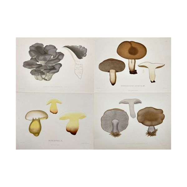 Elias Fries (1794-1878) - Set of 4 Prints, Mushrooms - Hydnum (mesopus) laevigatum, collybia personata, field blewit, summer cep, boletus reticulatus