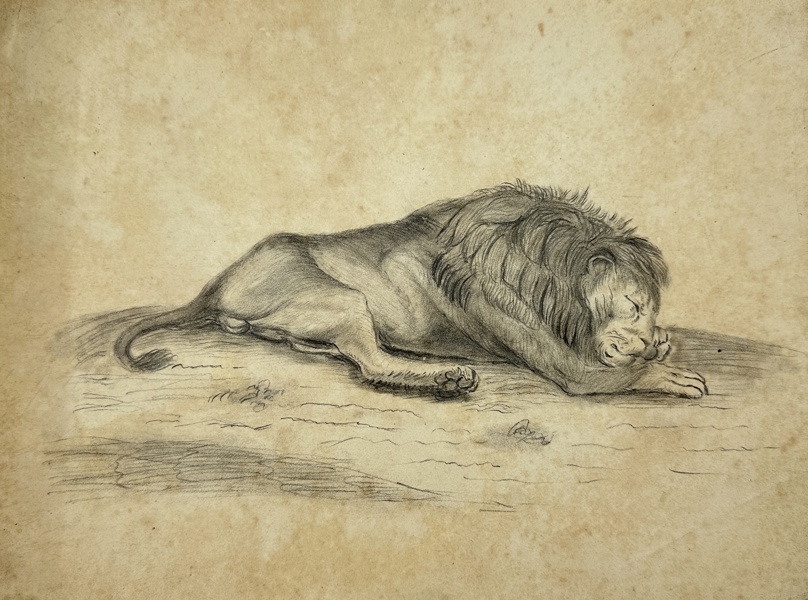 after Rembrandt Harmenszoon van Rijn (1606-1669) - Pencil drawing of Lion - 1808