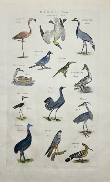 Ephraim Chambers (1680-1740) - Ornithology - Birds Print - Flamingo -Goose - Heron - Cassawary