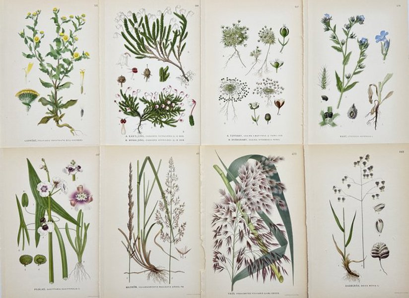 Carl Lindman (1856-1928), Nordens Flora - Set of 8 Botanical Prints - Pulicaria vulgaris, Arrowhead, Phragmites