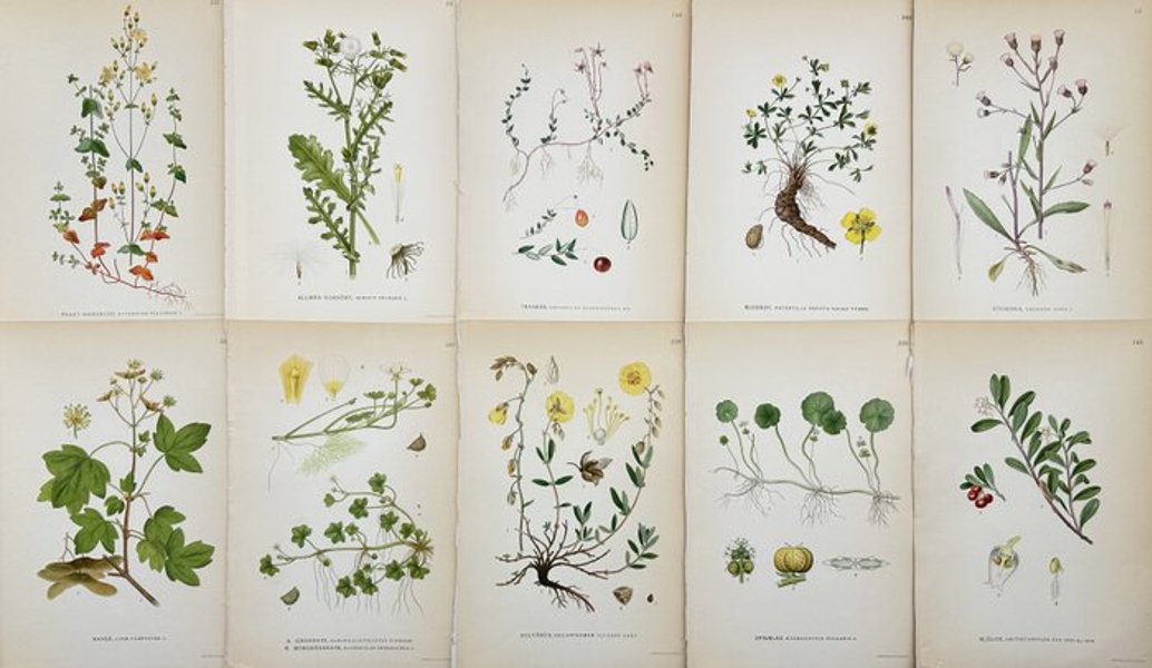 Carl Lindman (1856-1928), Nordens Flora - Set of 10 Botanical Prints - Hypericum mutilum, Common groundsel