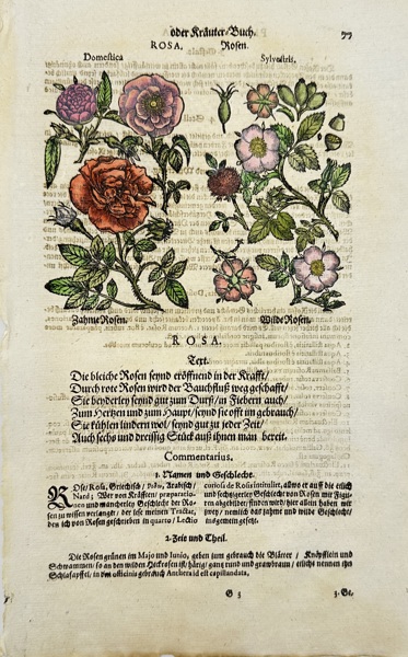 Johann Joachim Becher (1635–1682) - Hand-coloured Botanical Engraving of Rosa - "Kräuter-Buch: Domestica & Sylvestris"