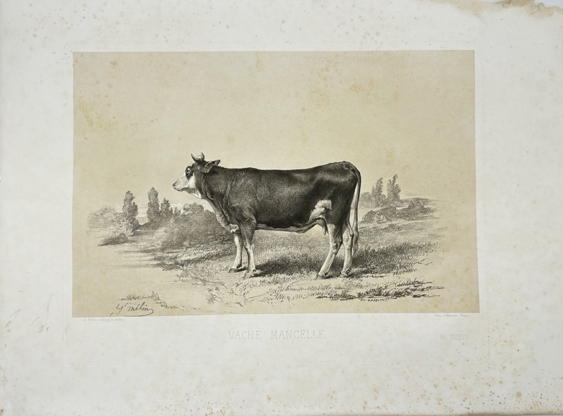 Charles Riffaut (1799–1850) – Antique Engraving – Cow – "Vache Mancelle" (1862)