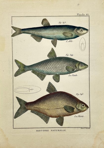 Robert Benard (1731-1794) - Hand-coloured Fish Print - L'Able - La Vimbe - La Plestie	