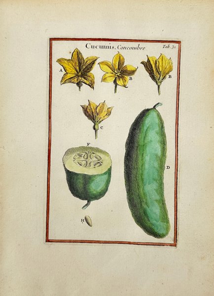 Joseph Pitton de Tournefort - Hand-coloured Engraving - Cucumis concombre - Cucumber - 1719