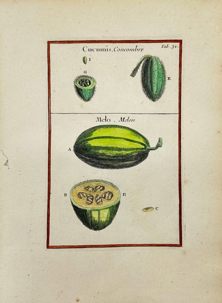 Joseph Pitton de Tournefort - Hand-coloured Engraving - Cucumis - Concombre - Cucumber - Melo - 1719