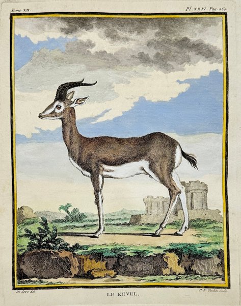 Jacques de Seve & Comte de Buffon - Hand-coloured Engraving - Greater Crested Grebe - Horned Grebe - 1770	
