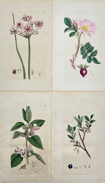 James Sowerby (1757-1822) - Set of 4 Prints - Fowering Rush, Harsh Downy-rose, Bog Bilberry, Melittis