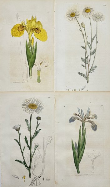 James Sowerby (1757-1822) - Set of 4 Prints - Yellow Iris, Anthemis Arvensis, Oxeye Daisy, Iris