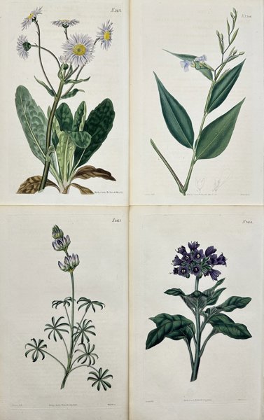 John Curtis - Set of 4 Engravings - Physochlaina, Lupine, Robin's Plantain, Prayer Plant - Floral Print