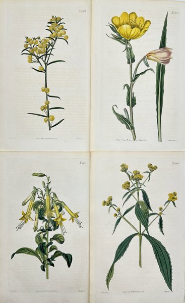 John Curtis - Set of 4 Engravings - Oenothera Odorata, Tooth-bearing Acacia, Coastal Plain Yellowtops