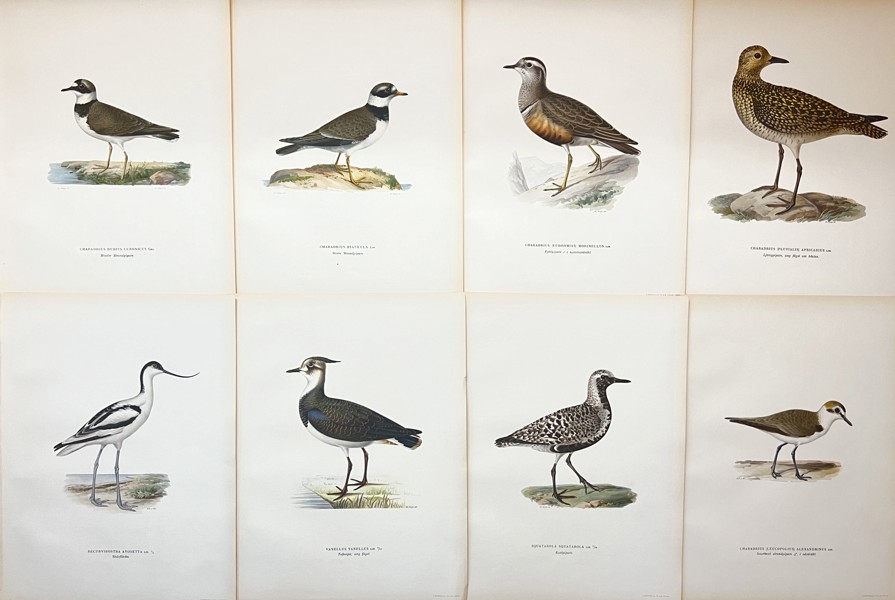 Von Wright brothers - Set of 8 Bird Prints - Northern Lapwing - Pied Avocet - Common Ringed Plover