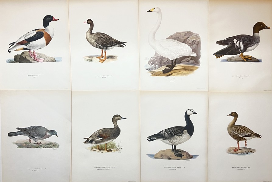 Von Wright brothers - Set of 8 Bird Prints - Gadwall - Common Wood Pigeon - Shelducks - Whooper Swan