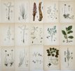Carl Axel Magnus Lindman – Lithographs - Nordens Flora: A Collection of 15 Exquisite Botanical Prints