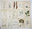 Carl Axel Magnus Lindman – Lithographs - Nordens Flora: A Collection of 15 Exquisite Botanical Prints