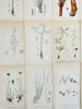 Carl Axel Magnus Lindman – Lithographs - Nordens Flora: A Collection of 15 Exquisite Botanical Prints