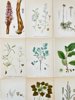 Carl Axel Magnus Lindman – Lithographs - Nordens Flora: A Collection of 15 Exquisite Botanical Prints